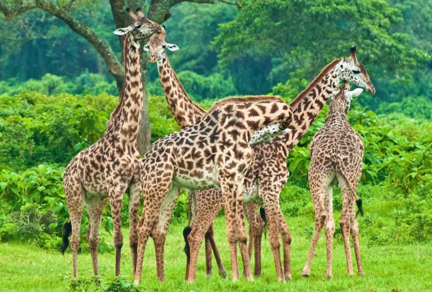 Arusha-National-Park