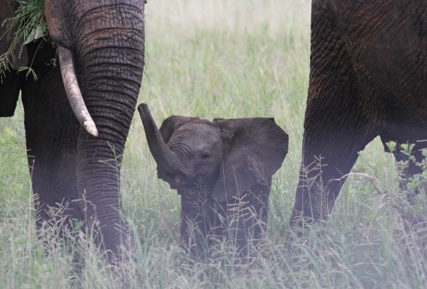 baby elephant, elephant family, elefentankind-222978.jpg