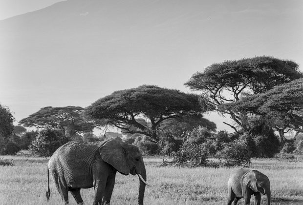 elephants, africa, safari-4042763.jpg