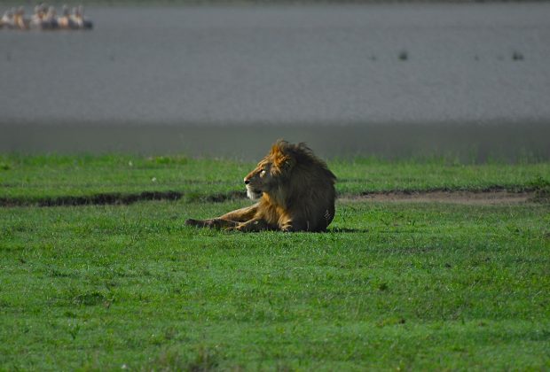 lion, safari, wildlife-6691678.jpg