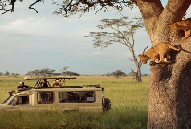 viewing_tree_climbing_lions_on_a_game_drive_in_the_serengeti_np_tanzania_with_g_adventures-scaled-1.jpg