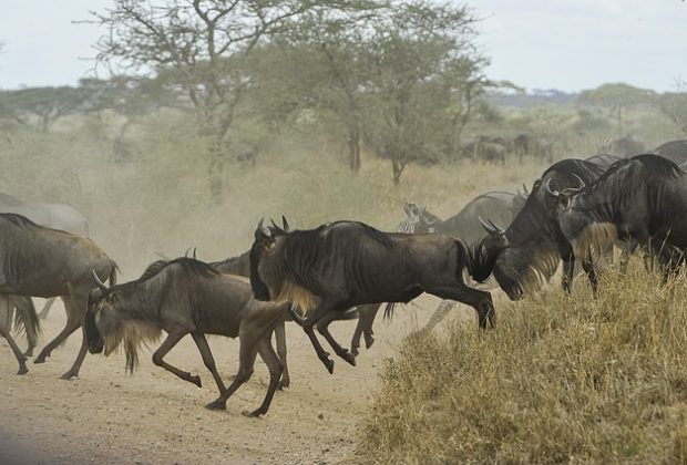wildebeests-805391_640.jpg